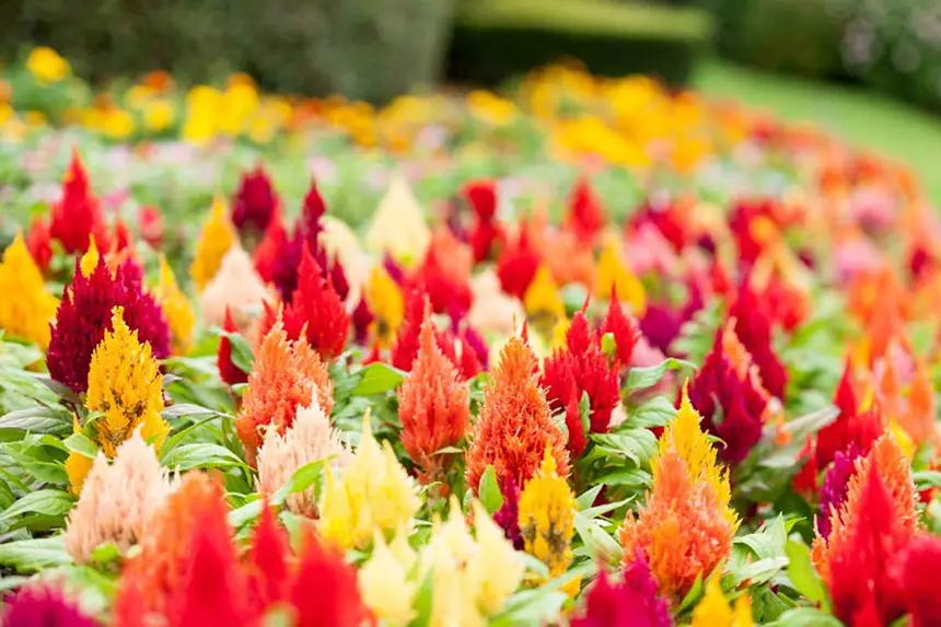 Celosia Spicata