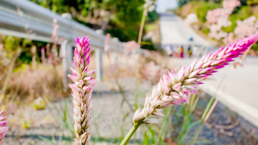 Celosia Spikes
