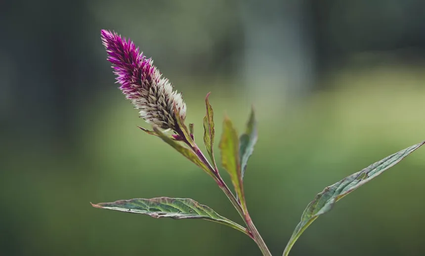 Celosia Variety
