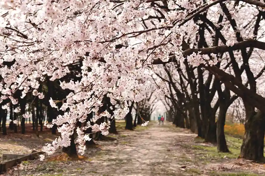 Cherry Blossom