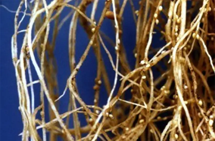 Chickpea cyst nematode