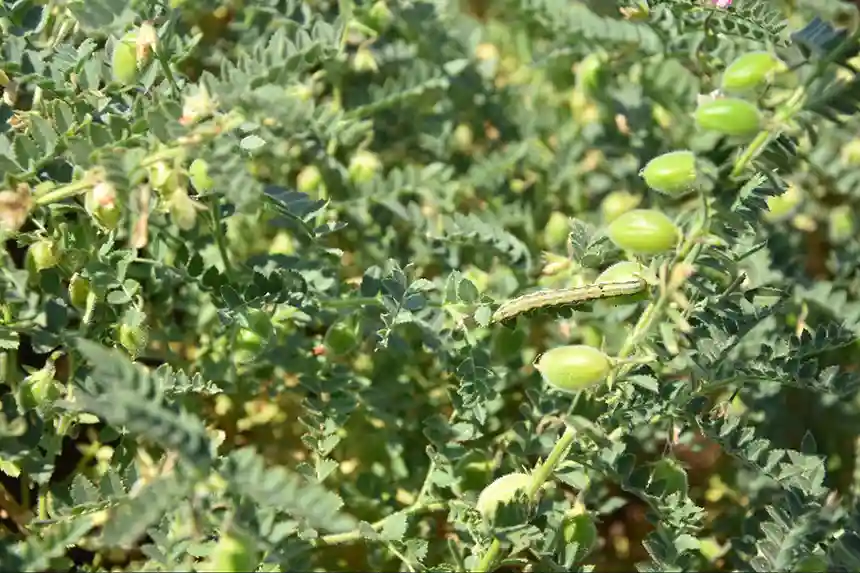 Chickpea plant growing to maturity