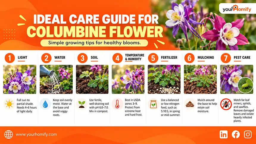 Columbine Flower Care Guide