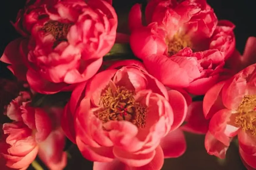 Coral Charm