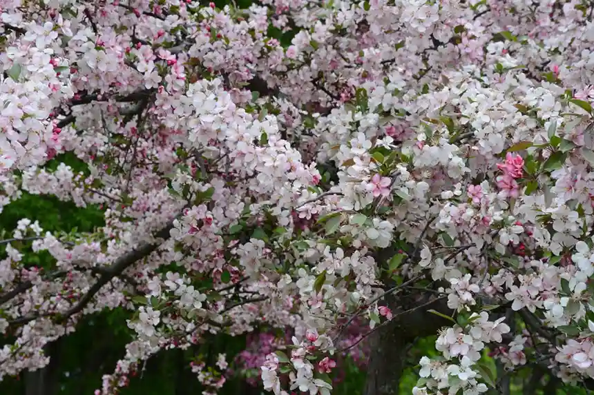 Crabapple Tree