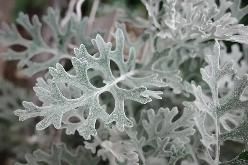Dusty Miller