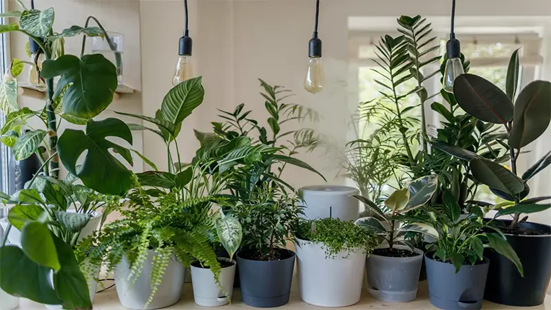 Flowering Houseplant