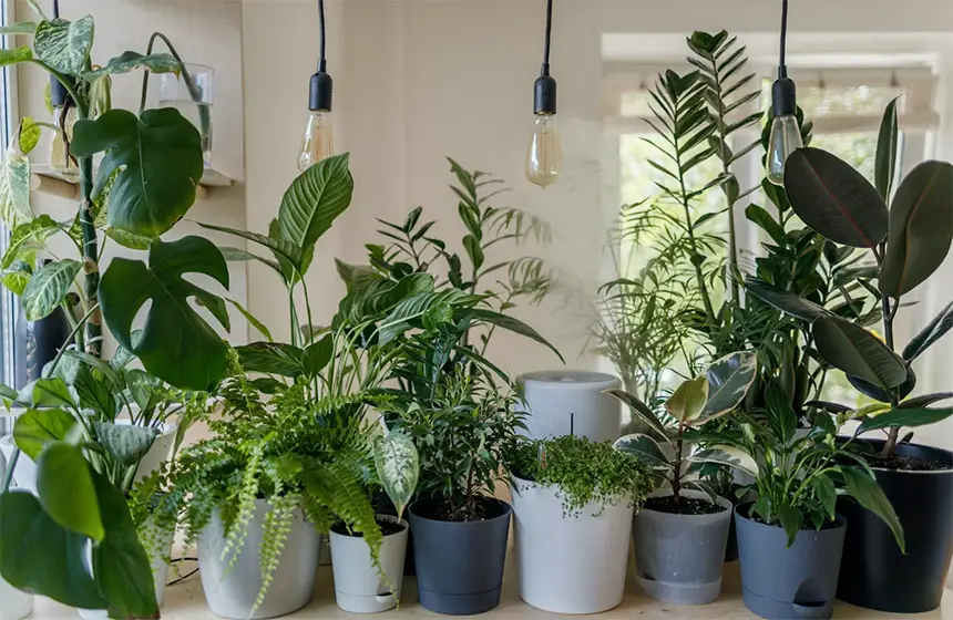 Flowering Houseplants