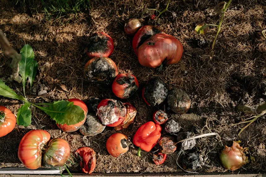 Fungal Disease on Tomato Plant
