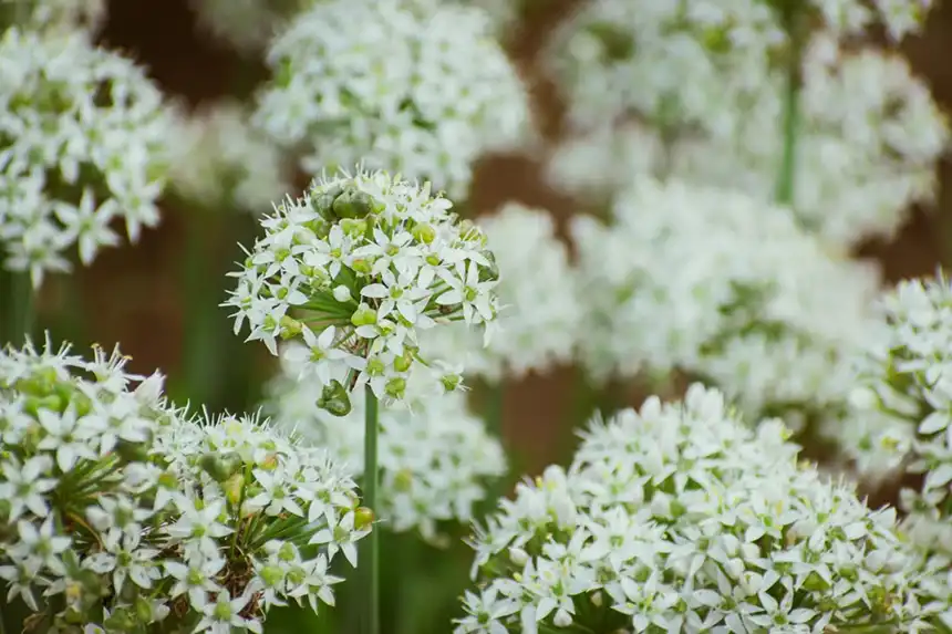 Garlic Chives