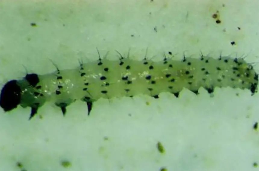 Gram pod borer
