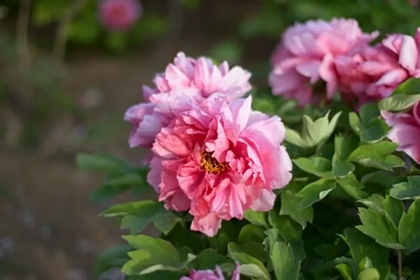 Herbaceous peonies