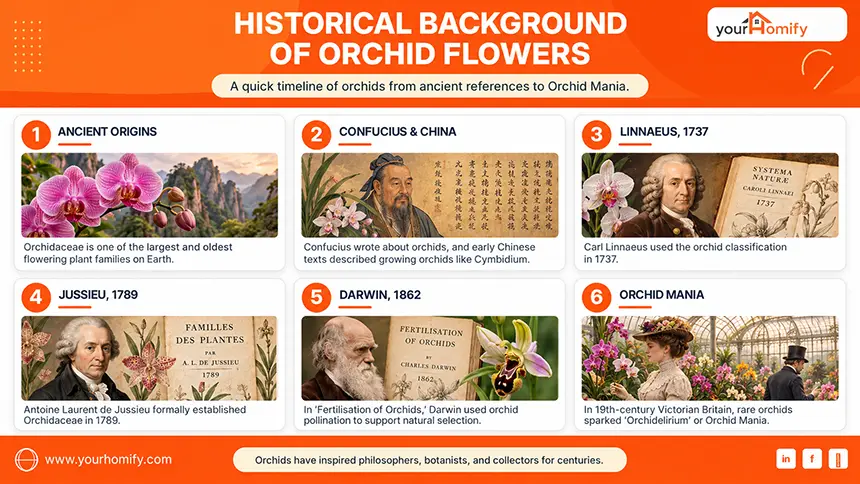 Historical Background of Orchid Flowers