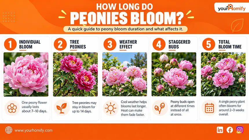 How Long Do Peonies Bloom