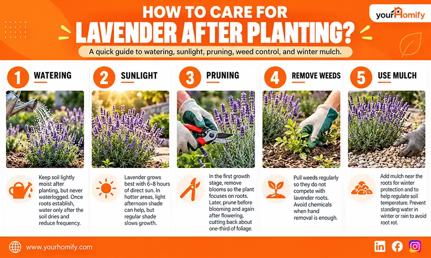 How to Care for Lavender After Planting