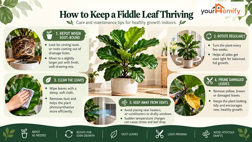 How to Keep a Fiddle Leaf Thriving