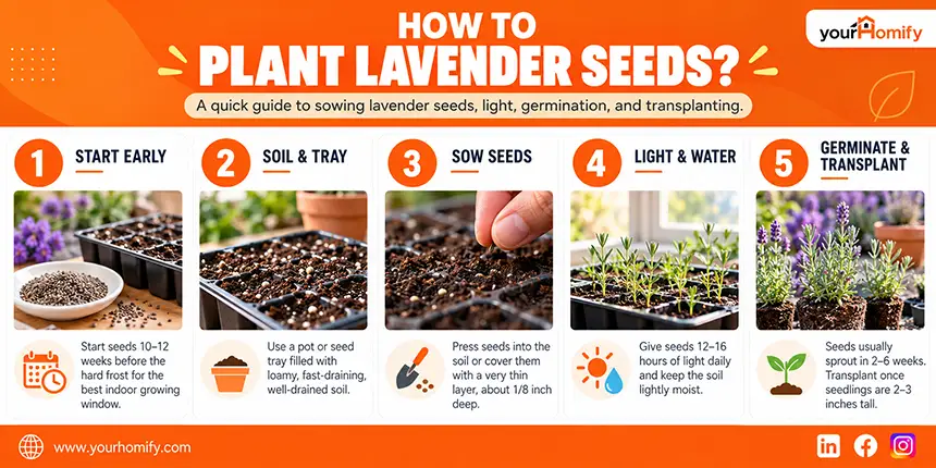 How to plant lavender seeds