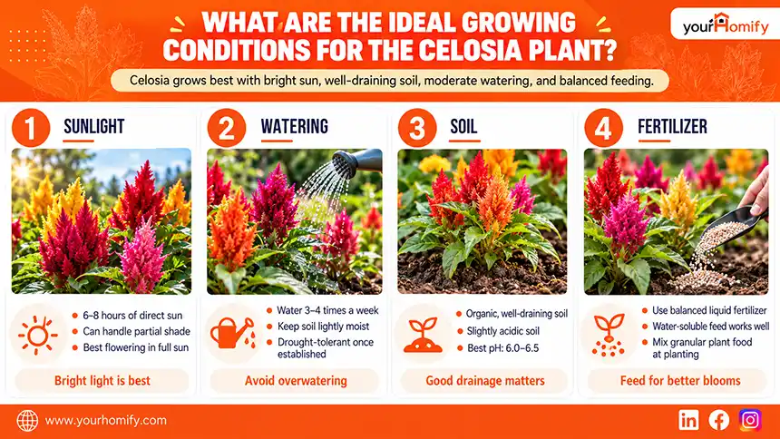 Ideal Growing Conditions For The Celosia Plant