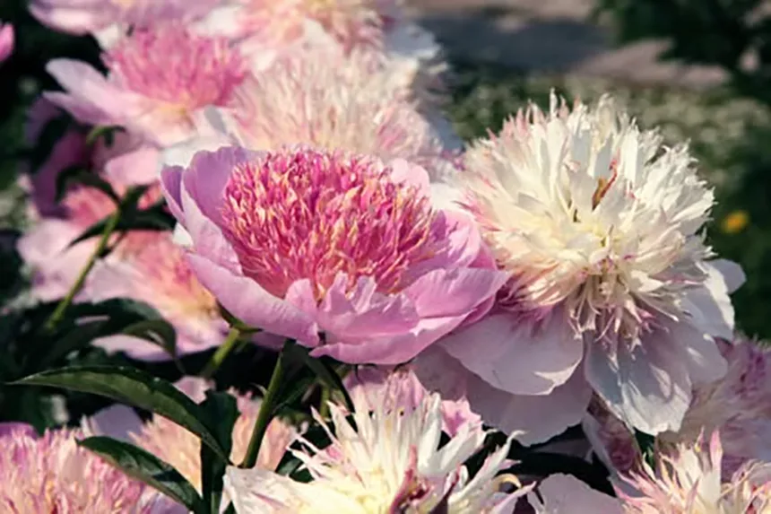 Intersectional Peonies