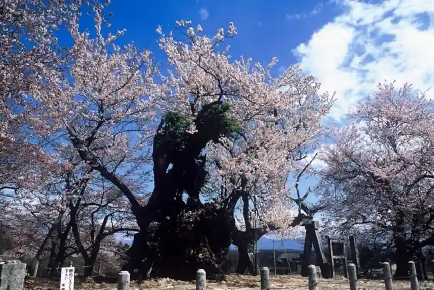 Jindai Zakura