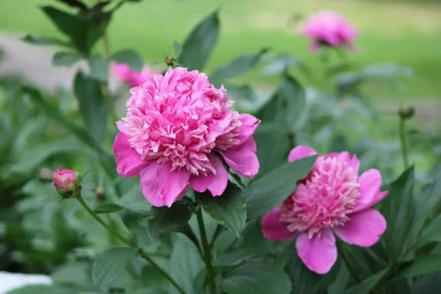 Joker Peony 