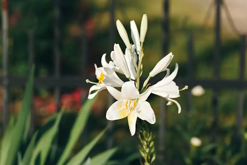 Madonna Lily