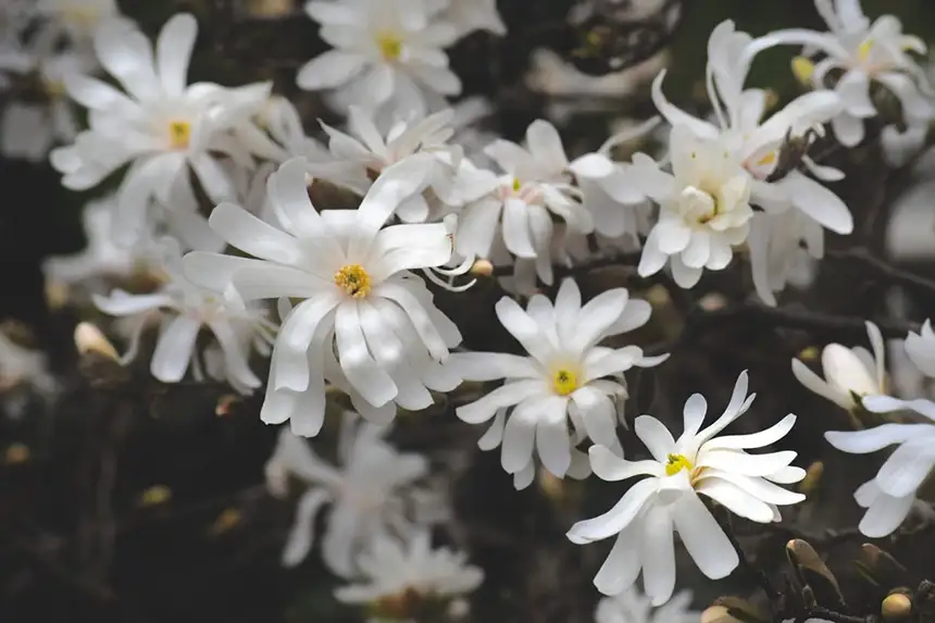 Magnolia Flowers