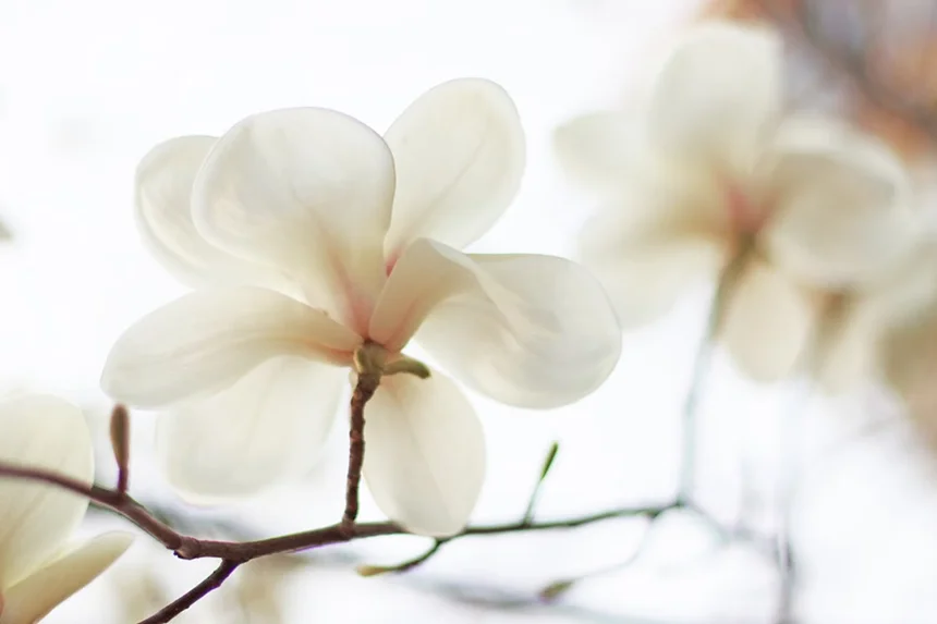 Magnolia