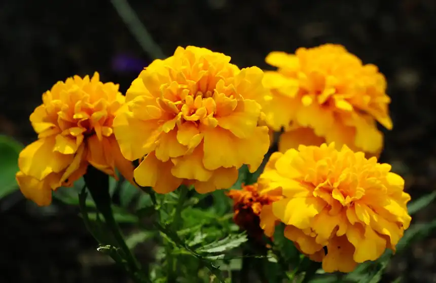 Marigold