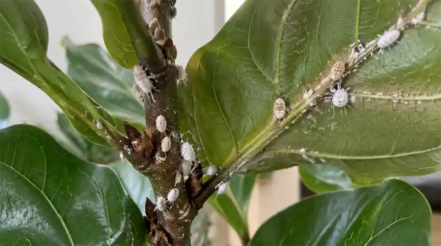 Mealybugs
