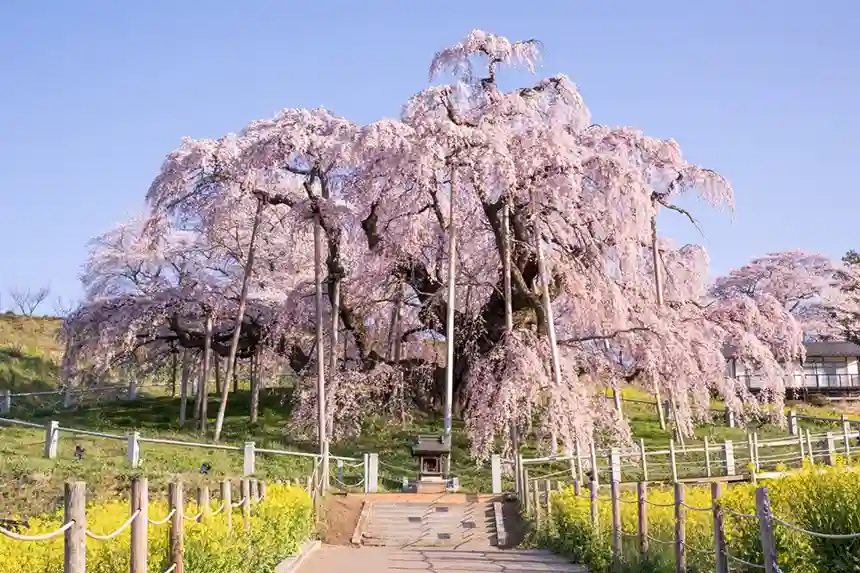 Miharu Takizakura