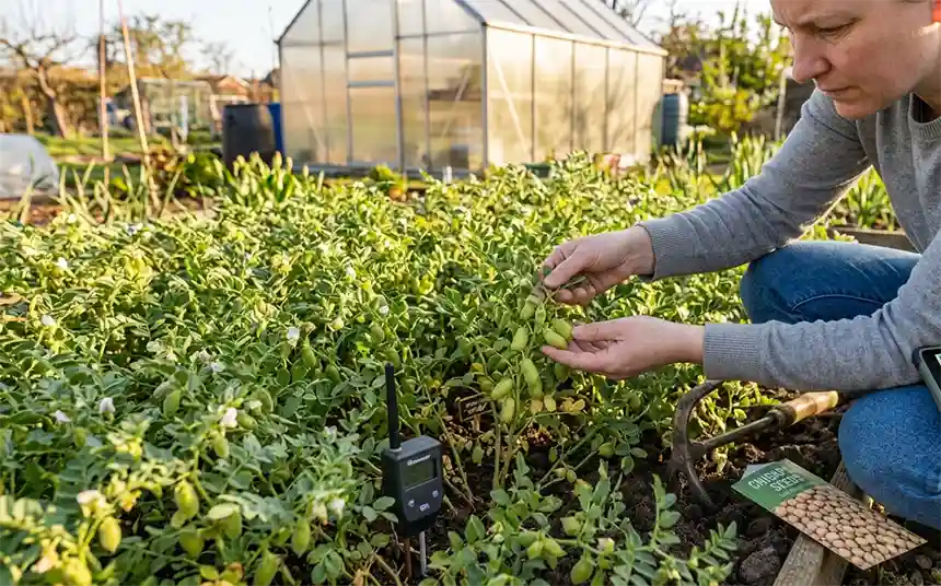 Monitoring the crops during their initial stages