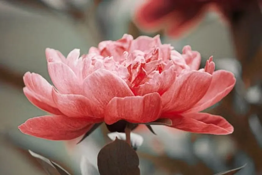 Old Rose Dandy 
