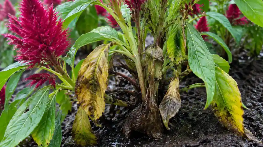 Overwatering