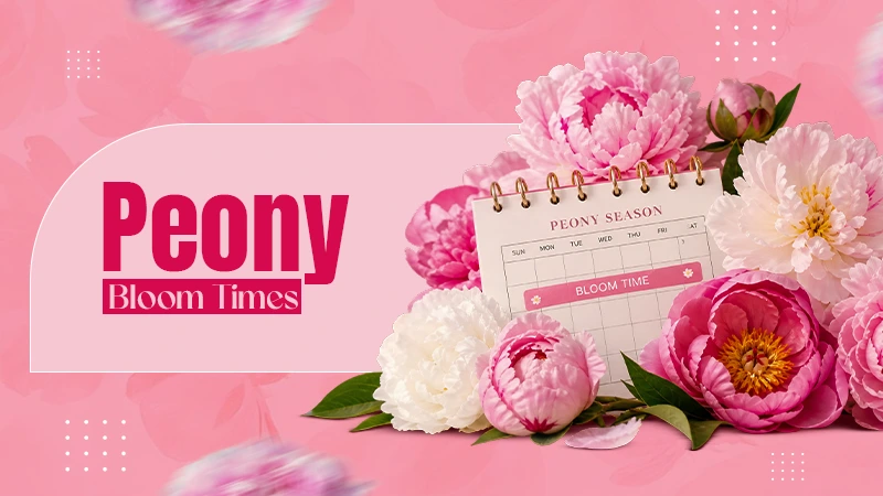 When Do Peonies Bloom? Bloom Times by Type and Season