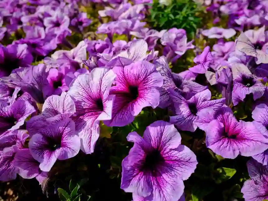 Petunia