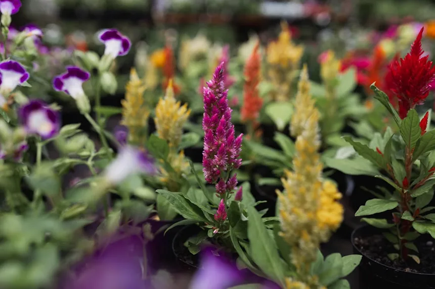 Planting Celosia