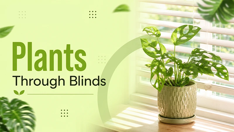Do My Plants Get Enough Light Through Shades or Blinds?