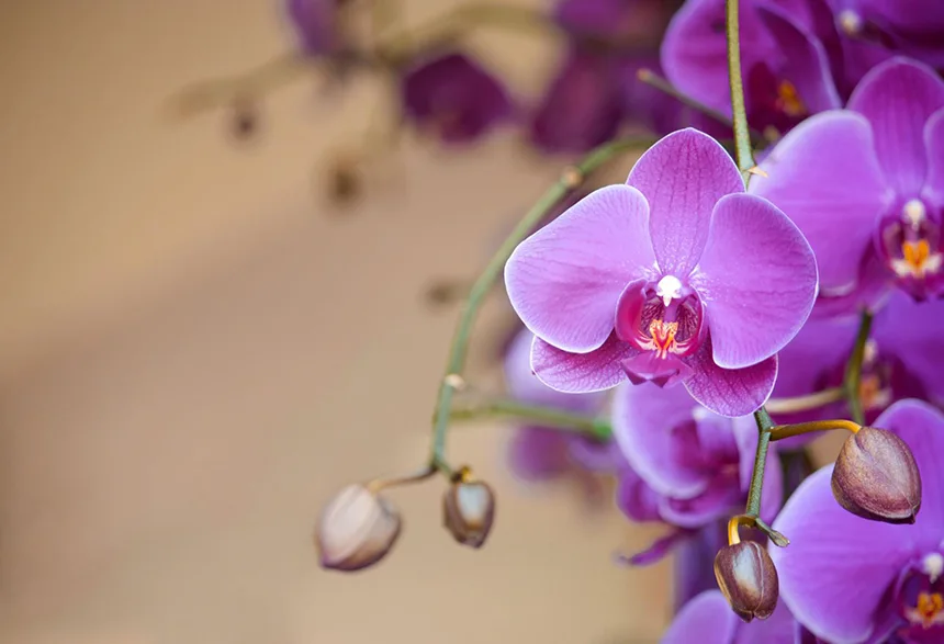 Purple orchids