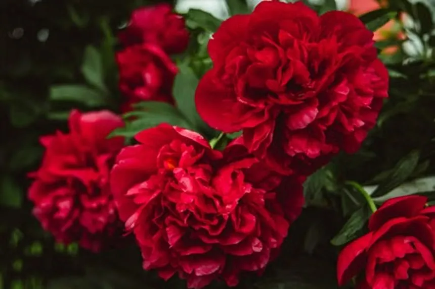 Red Charm