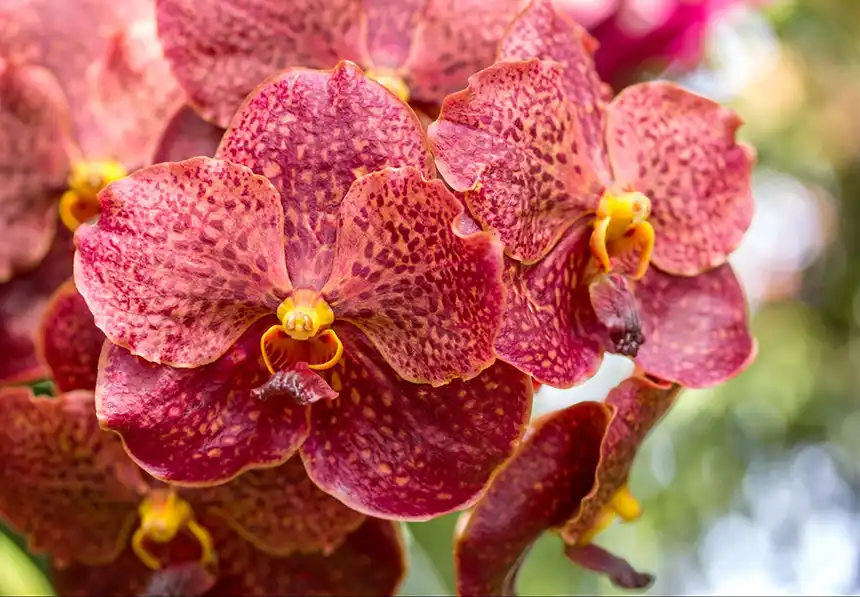 Red orchid flowers