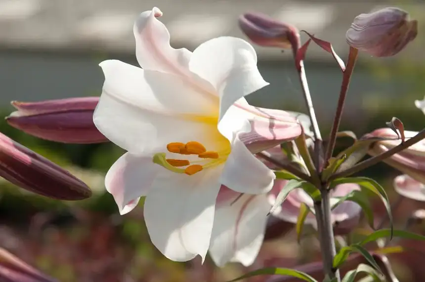 Regal (Regale) Lily