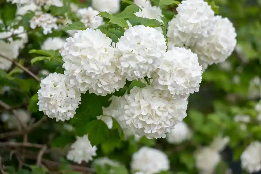 Snowball Tree