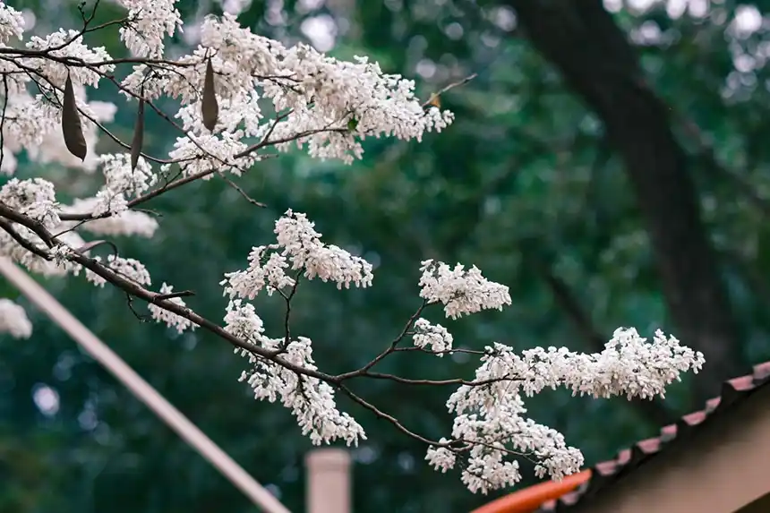Snowbell Tree