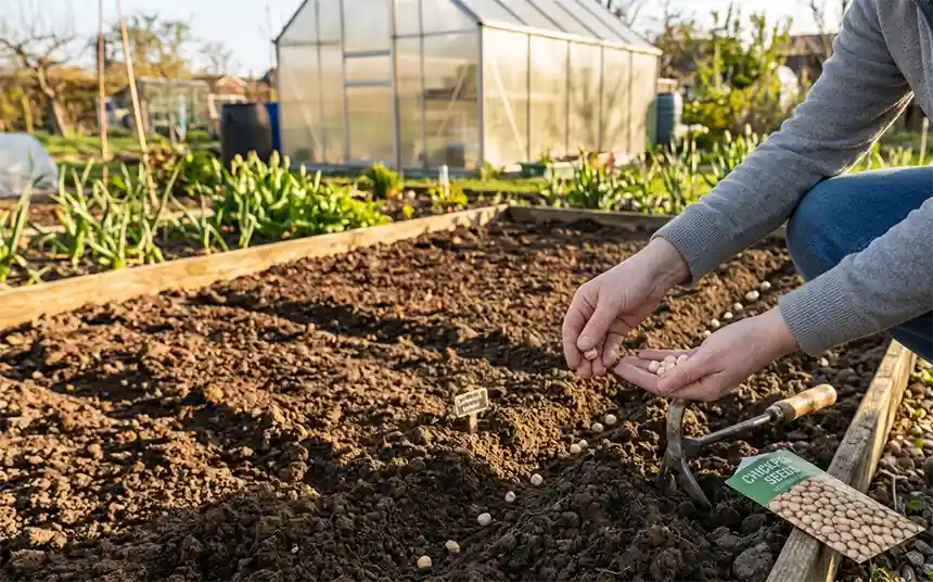 Sowing the chickpea plant seeds