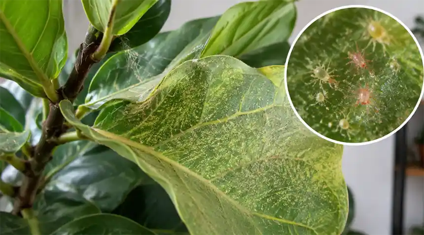 Spider Mites