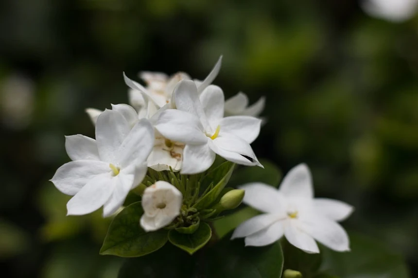 Stephanotis