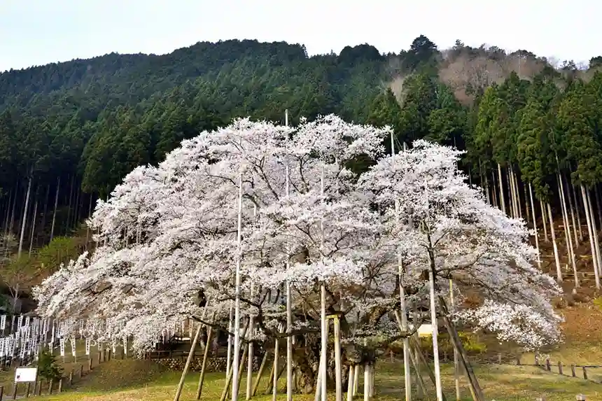 Usuzumi Zakura