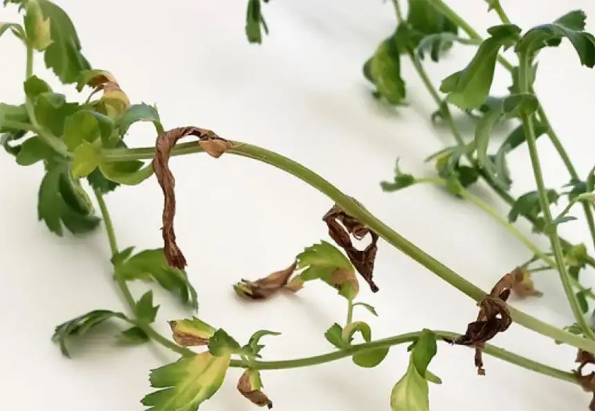 Verticillium Wilt