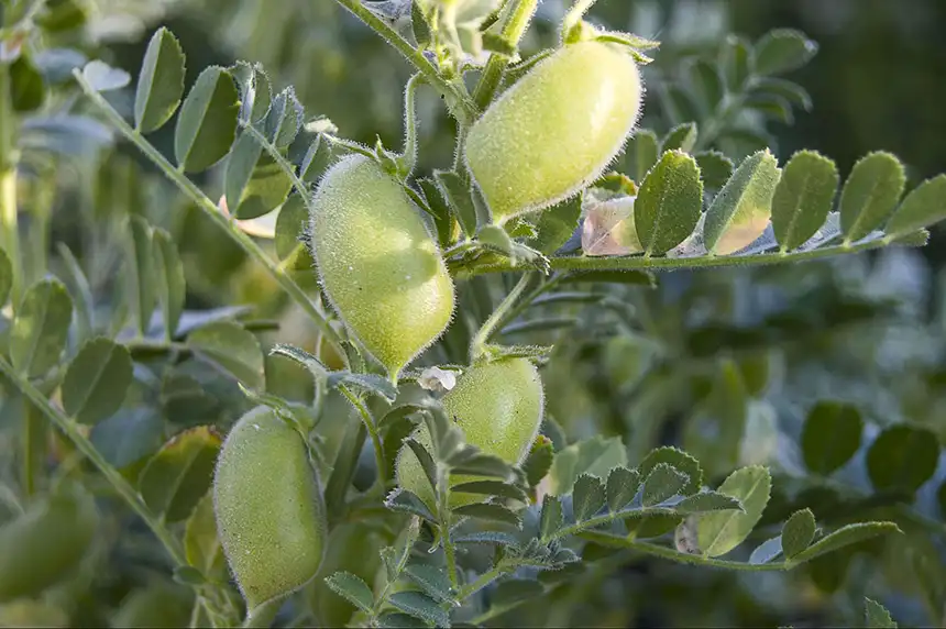 What Is a Chickpea Plant